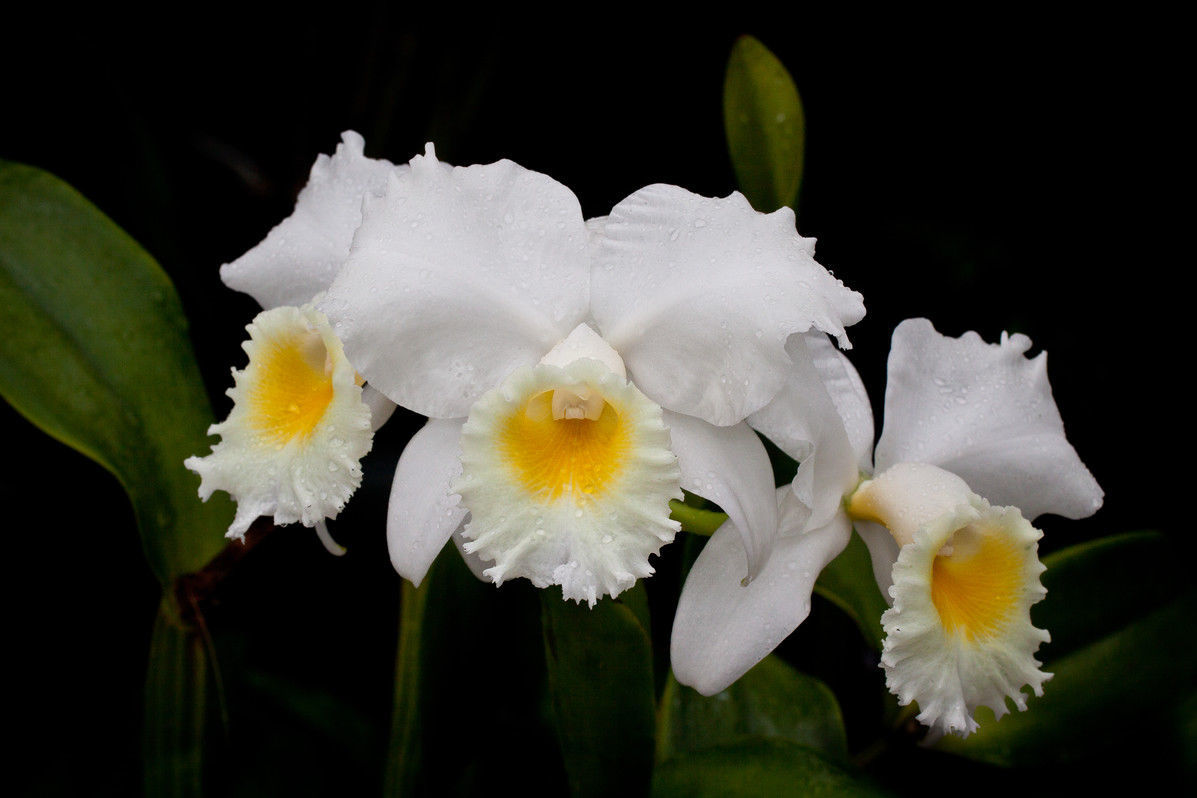100675_Cattleya_Erdmann_Duane.jpg